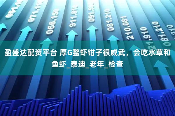 盈盛达配资平台 厚G鳌虾钳子很威武，会吃水草和鱼虾_泰迪_老年_检查